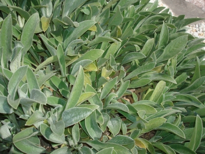 Lamb's Ear (Stachys byzantia)