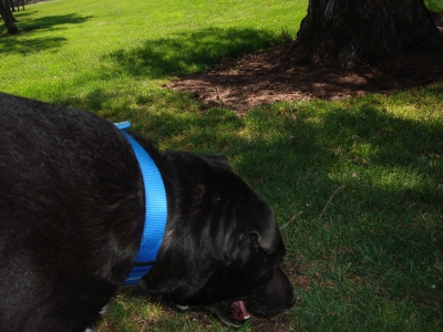 What did you find Indiana?