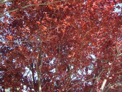 Cherry Plum (Prunus cerasifera)