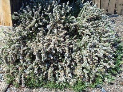 Rosemary (Rosmarinus officinalis)