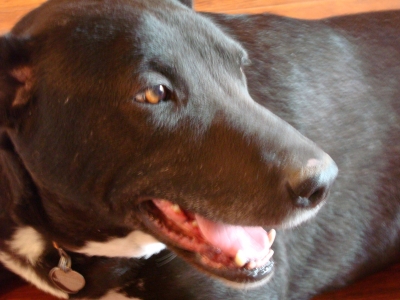 What a handsome fellow!