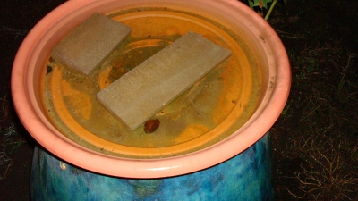 Impromptu Birdbath?