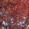 Cherry Plum (Prunus cerasifera) Cherry Plum (Prunus cerasifera)