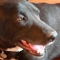 What a handsome fellow! What a handsome fellow!