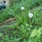 Dandelion (Taraxacum officinale)