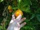 Picking fruit:
