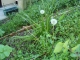 Dandelion (Taraxacum officinale)