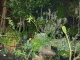 So many plants!