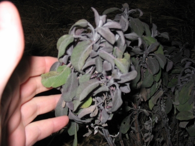 Sage (Purple) Sage (Purple)