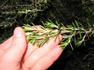 rosemary rosemary