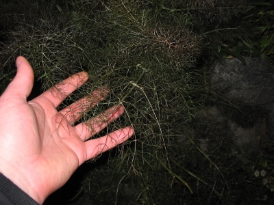 fennel frawn fennel frawn