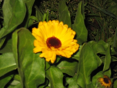 small sunflower small sunflower