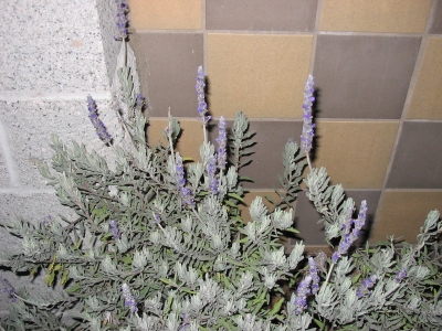 lavender lavender