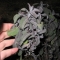 Sage (Purple)