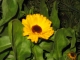 small sunflower
