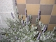 lavender