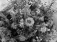 black and white flowers