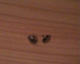 2 pins