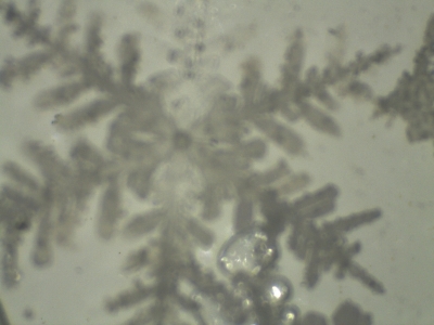 fern-like crystals