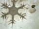 plate with dendrites