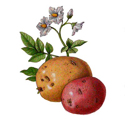 09 potatoe.gif