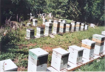 09 apiary.jpg