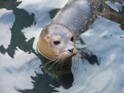 babyseal.jpg