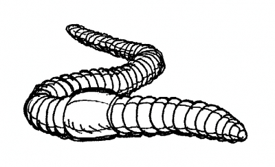 Earthworm.jpg