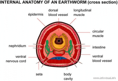 Internal anatomy earthworm.jpg