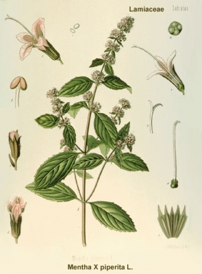 lamiaceae