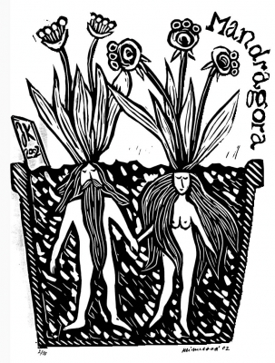 mandragora.jpg