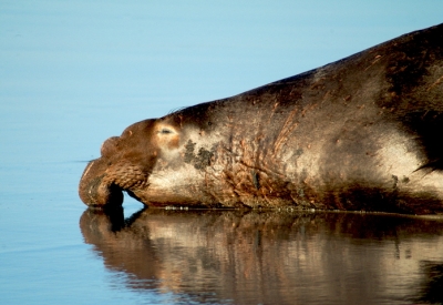 Northern Seal.jpg