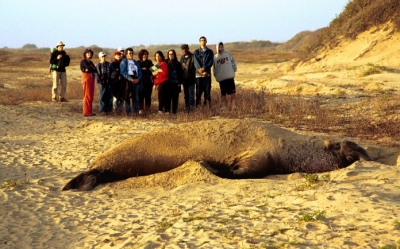 Seal vs people.jpg