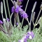 04 Lavandula.jpg