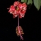 07 hibiscus2.jpg