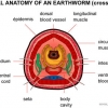 Internal anatomy earthworm.jpg