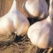 ajo blanco.jpg