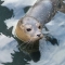 babyseal.jpg babyseal.jpg