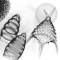 diatoms-rads.jpg diatoms-rads.jpg