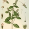 lamiaceae lamiaceae