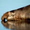 Northern Seal.jpg Northern Seal.jpg