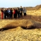 Seal vs people.jpg