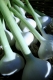 01 giant_garlic.jpg