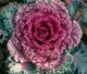 03 kale big.jpg