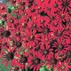 05 zinnia.jpg