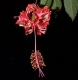 07 hibiscus2.jpg