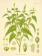 10 cascarilla.jpg
