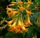 Cestrum-aurantiacum.jpg