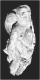 Mandrágora.jpg