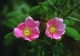 rosa calif.jpg